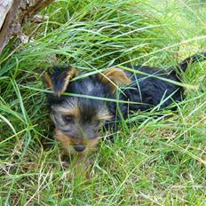 Yorkshire terrier Freja