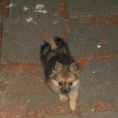 Blanding af racer Bandit