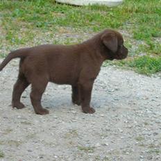 Labrador retriever Akela