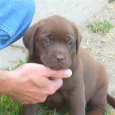 Labrador retriever Akela