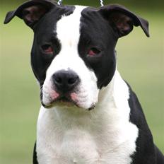 Amerikansk staffordshire terrier Black Storm Long Step RIP