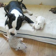 Amerikansk staffordshire terrier Black Storm Long Step RIP