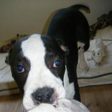 Amerikansk staffordshire terrier Black Storm Long Step RIP