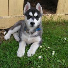 Siberian husky Dina
