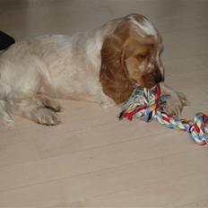 Cocker spaniel Buster