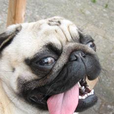 Mops Ibber *R.I.P*