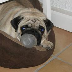 Mops Ibber *R.I.P*