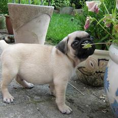 Mops Ibber *R.I.P*