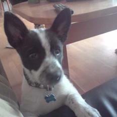 Blanding af racer Kenzo