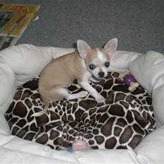 Chihuahua Buller