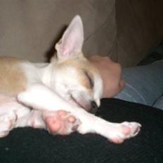 Chihuahua Buller