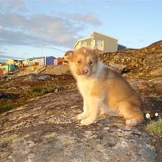 Grønlandshund Nivi - hvil i fred <3