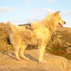 Grønlandshund Nivi - hvil i fred <3