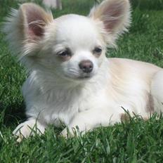 Chihuahua Mario DKCH
