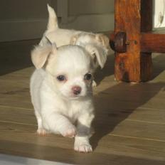 Chihuahua Mario DKCH