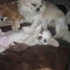 Chihuahua Mario DKCH