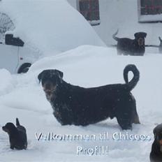 Rottweiler Chicco [SOLGT!:'(]