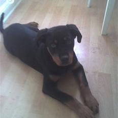 Rottweiler Chicco [SOLGT!:'(]