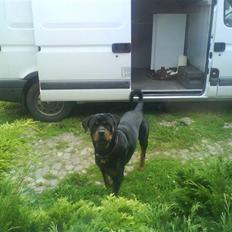 Rottweiler Chicco [SOLGT!:'(]