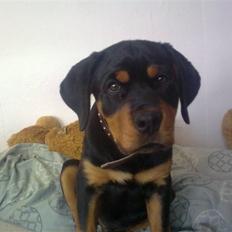 Rottweiler Goofy  [SOLGT!]