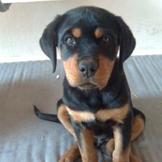 Rottweiler Goofy  [SOLGT!]