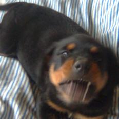 Rottweiler Goofy  [SOLGT!]