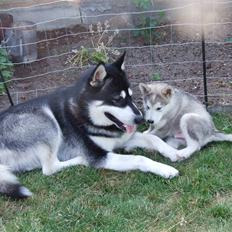 Alaskan malamute Wolf