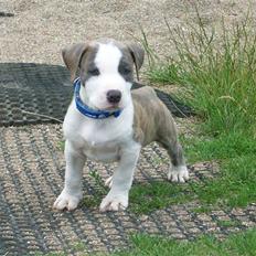 Amerikansk staffordshire terrier Ticon