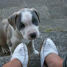 Amerikansk staffordshire terrier Ticon