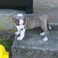 Amerikansk staffordshire terrier Ticon