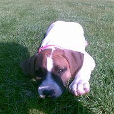 Blanding af racer Freja R.I.P