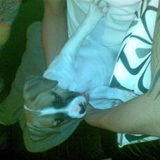 Blanding af racer Freja R.I.P