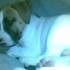 Blanding af racer Freja R.I.P