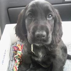 Cocker spaniel Charlie solgt:'(