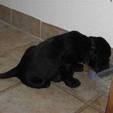 Cocker spaniel Charlie solgt:'(