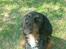 Gordon setter don olsen R.I.P (4/8-09) 