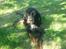 Gordon setter don olsen R.I.P (4/8-09) 