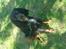 Gordon setter don olsen R.I.P (4/8-09) 