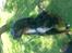 Gordon setter don olsen R.I.P (4/8-09) 