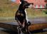 Rottweiler Rico R.I.P 9-7-2009 - Her leger han med grand kogler.