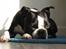 Boston terrier Topper - Topper 4 år