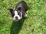Boston terrier Topper - 10 uger gammel :-)