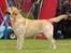 Labrador retriever Posters Sparkling Ozzy
