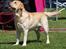 Labrador retriever Posters Sparkling Ozzy