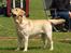 Labrador retriever Posters Sparkling Ozzy