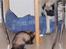 Mops Loui - Hva´ heelv... tager di min bamse????
