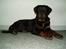 Rottweiler Rico R.I.P 9-7-2009