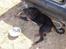 Rottweiler Rico R.I.P 9-7-2009
