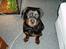 Rottweiler Rico R.I.P 9-7-2009
