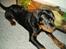 Rottweiler Rico R.I.P 9-7-2009